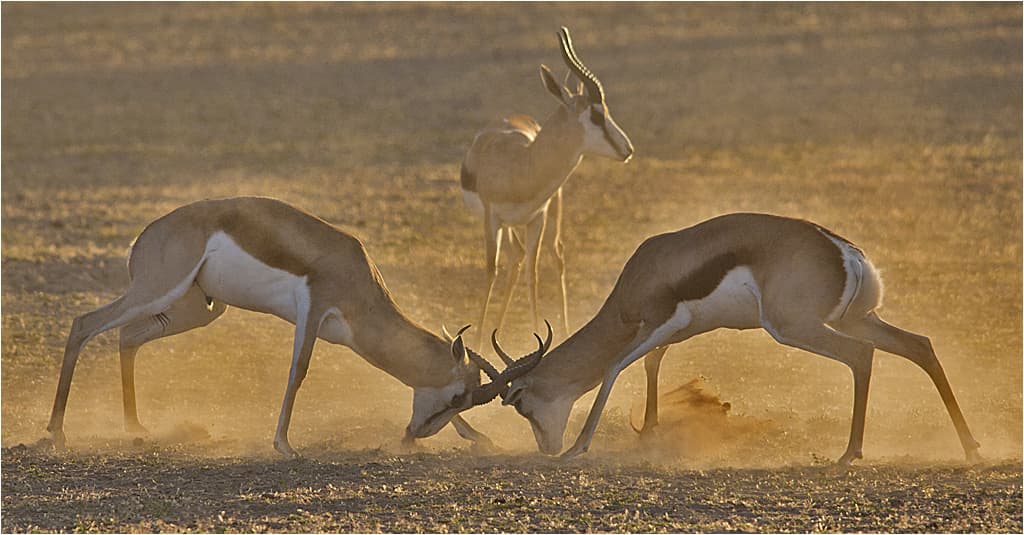 fight