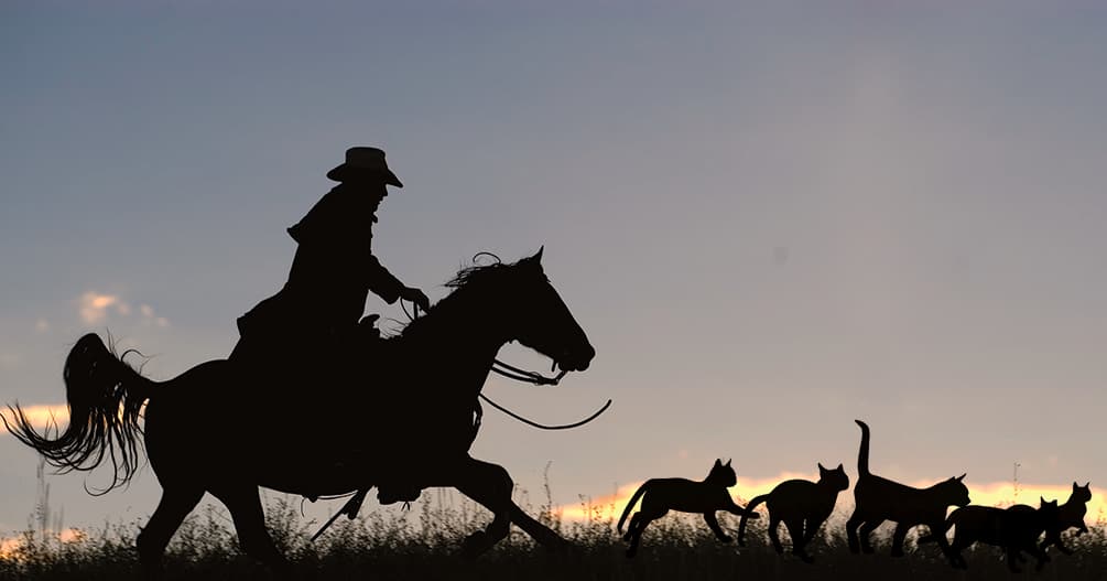herding cats
