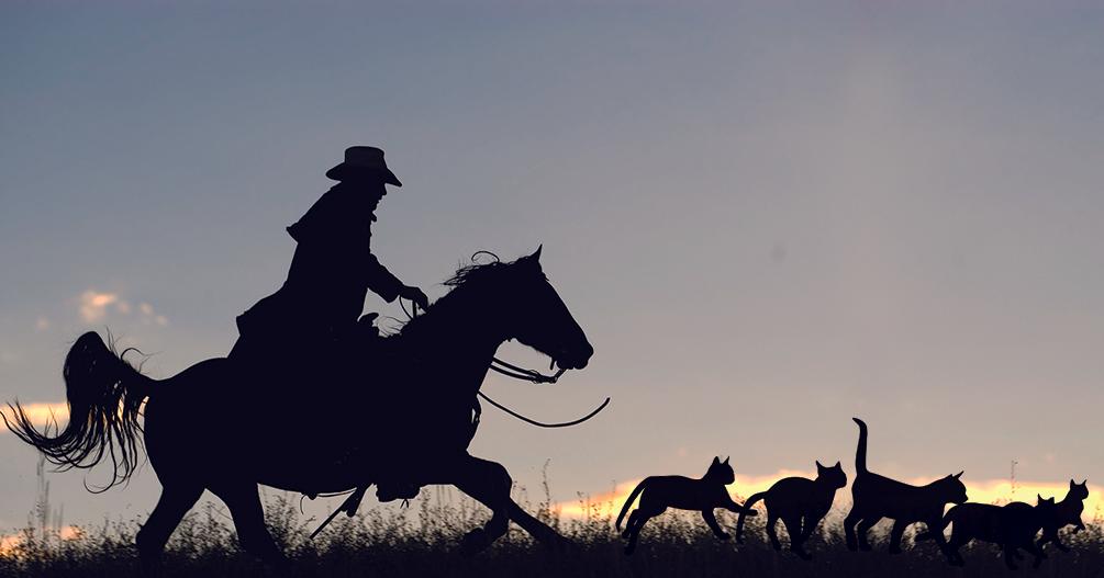 herding cats